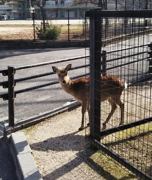宮島の鹿