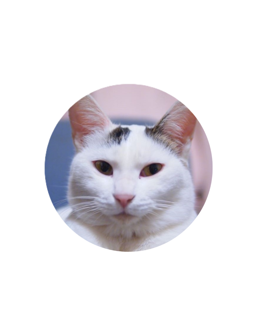 るにゃの顔写真